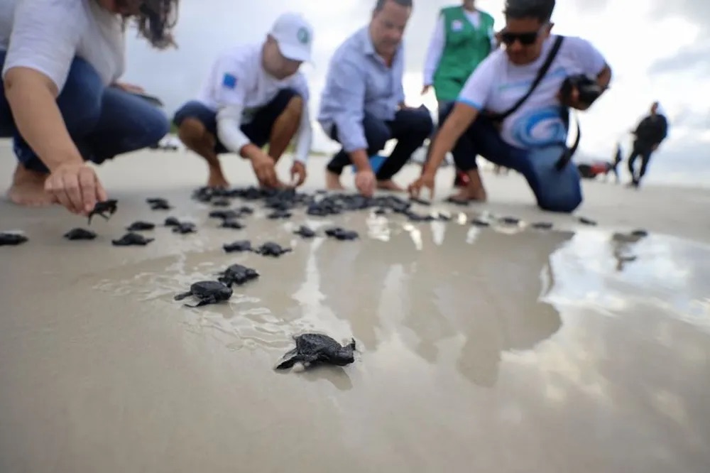 Mais De Filhotes De Tartarugas S O Soltos Em Praia De Salinas