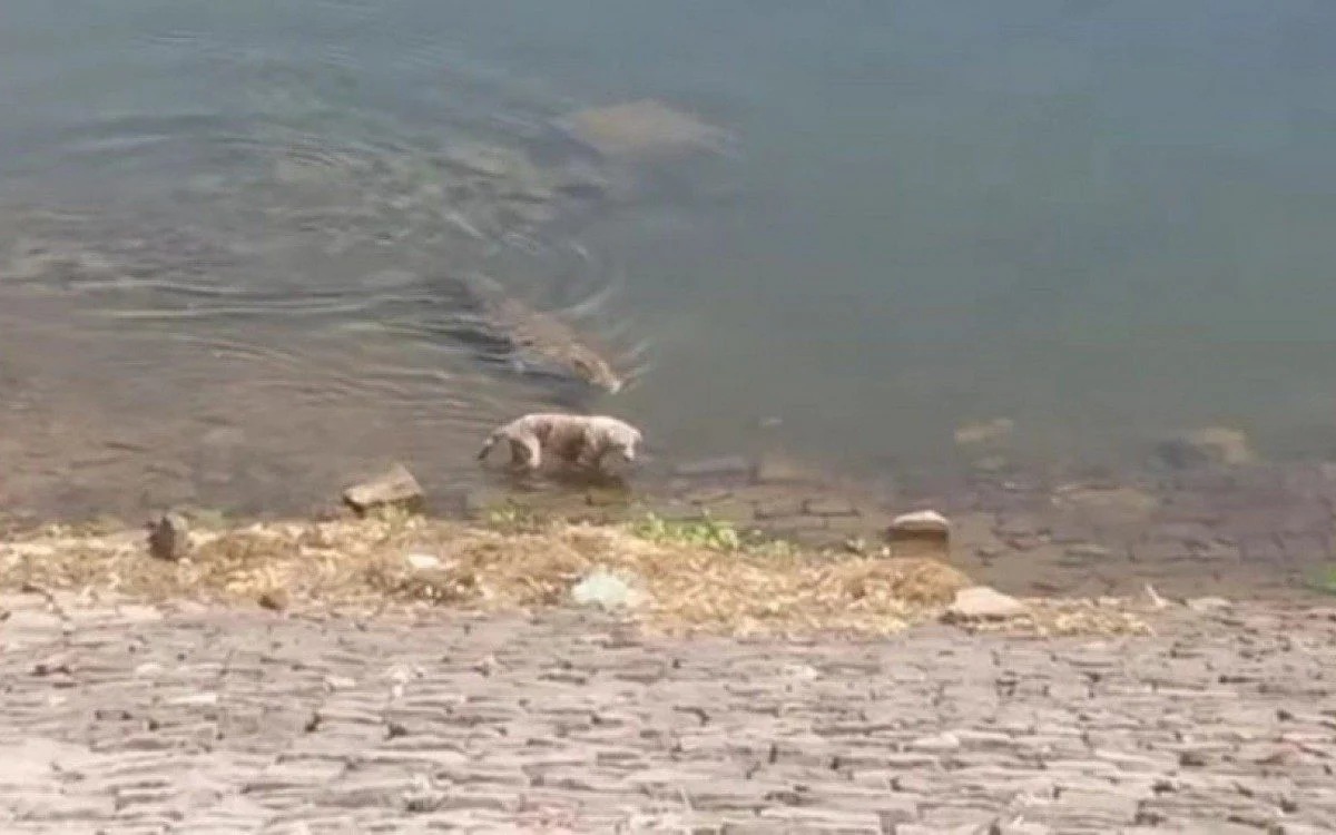 Crocodilo devora cachorro que caminhava à beira de rio; assista