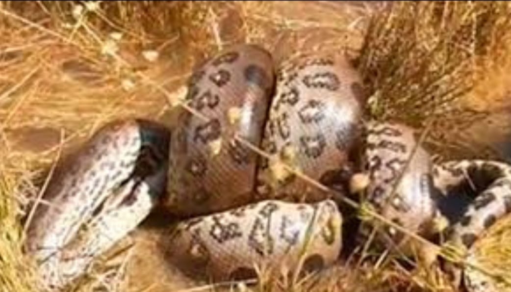 Sucuri ataca cobra da mesma espécie, e pescador filma cena
