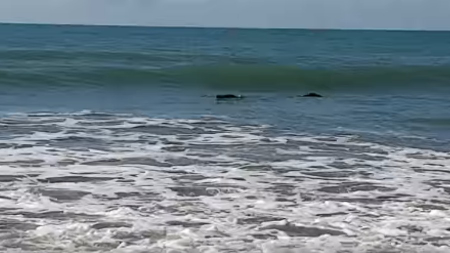Pescador vê ‘tronco’ flutuando na praia e tem surpresa ao se aproximar