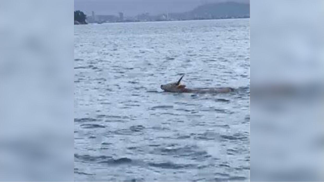 Banhistas encontram boi nadando em mar; assista