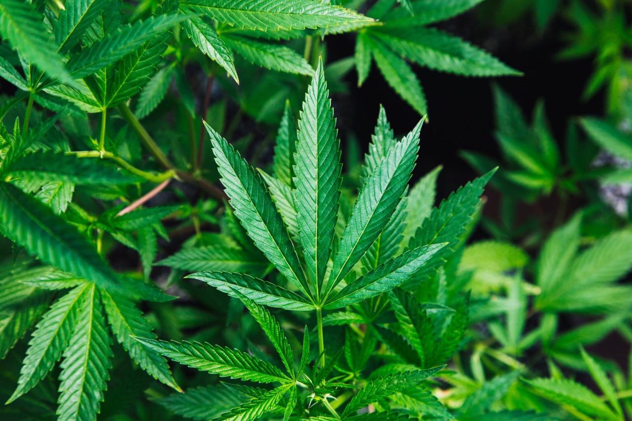 Câmara aprova texto-base que legaliza o cultivo de maconha