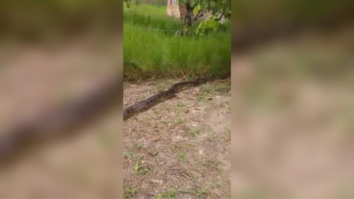 Sucuri de 6 metros assusta moradores no Pará