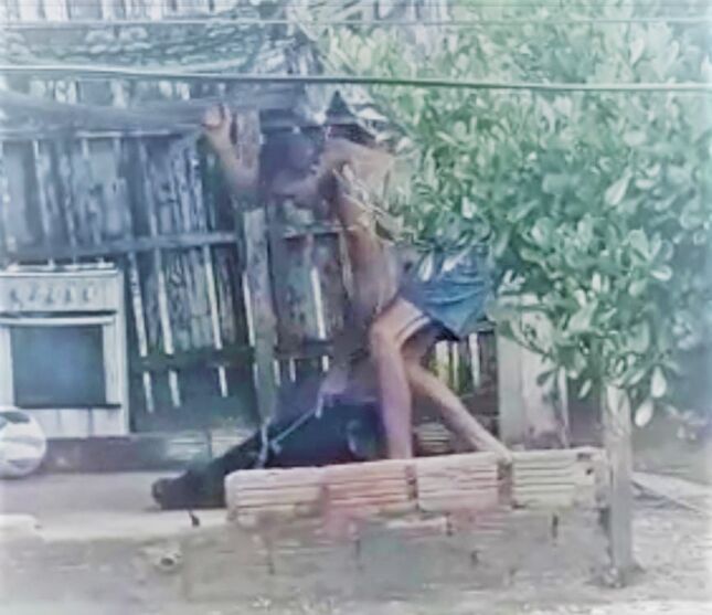 Cão é espancado ao matar papagaio do agressor no Pará