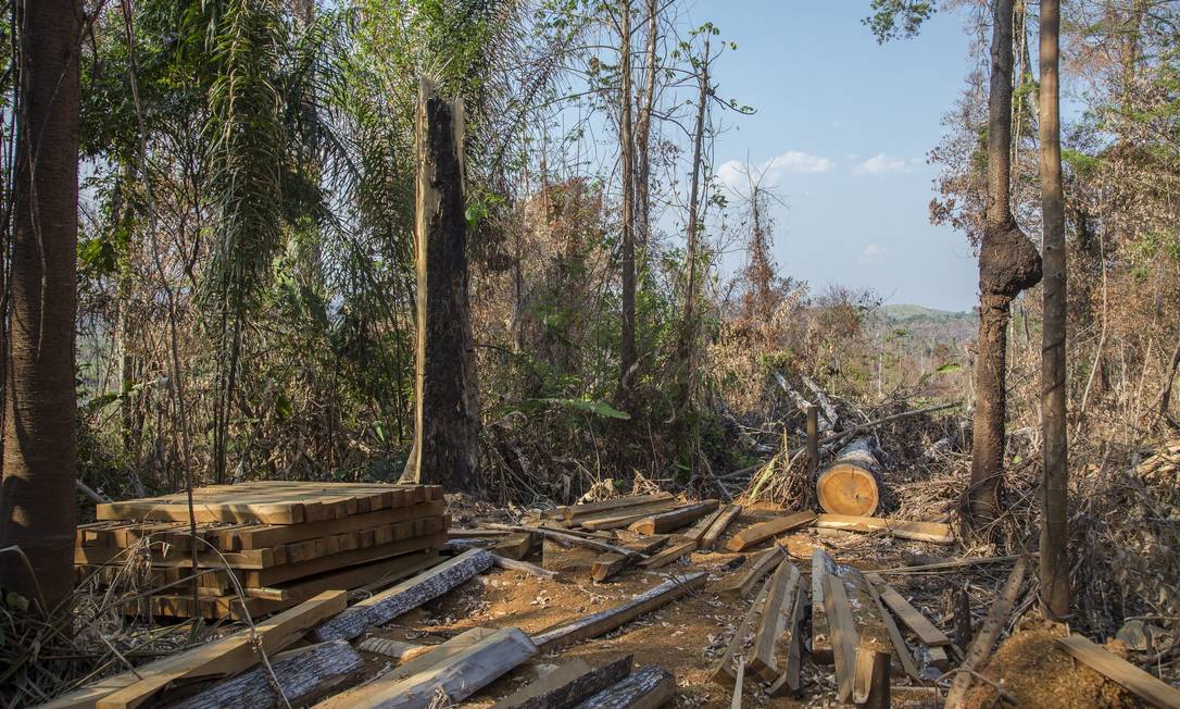 Governo divulga lista de municípios que mais desmataram a Floresta Amazônica no Pará