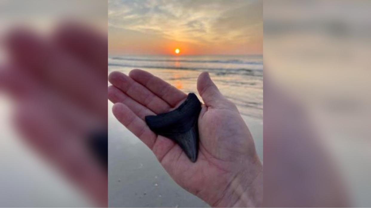 Homem encontra dente de tubarão pré-histórico em praia