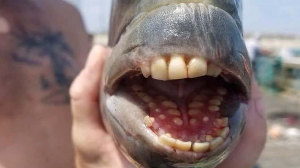 Peixe com dentes ‘humanos’ assusta banhistas em píer