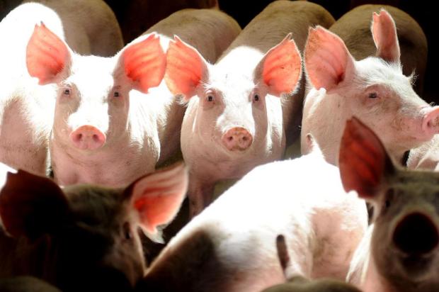 Governo realiza ação de combate à peste suína no sudeste do Pará