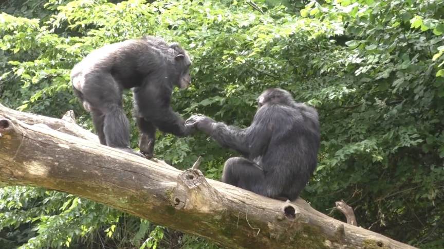 Pesquisa revela que macacos dizem ‘alô’ e ‘adeus’ como os seres humanos