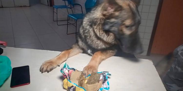 Cão farejador encontra maconha em mochila de jovem em “van” de Parauapebas
