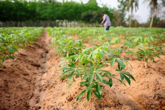 Valentão é preso na zona rural ao atirar em plantação de mandioca da ex-mulher