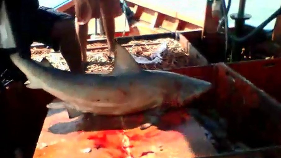 Pescador tenta pegar tubarão em alto mar e acaba sendo mordido no Pará