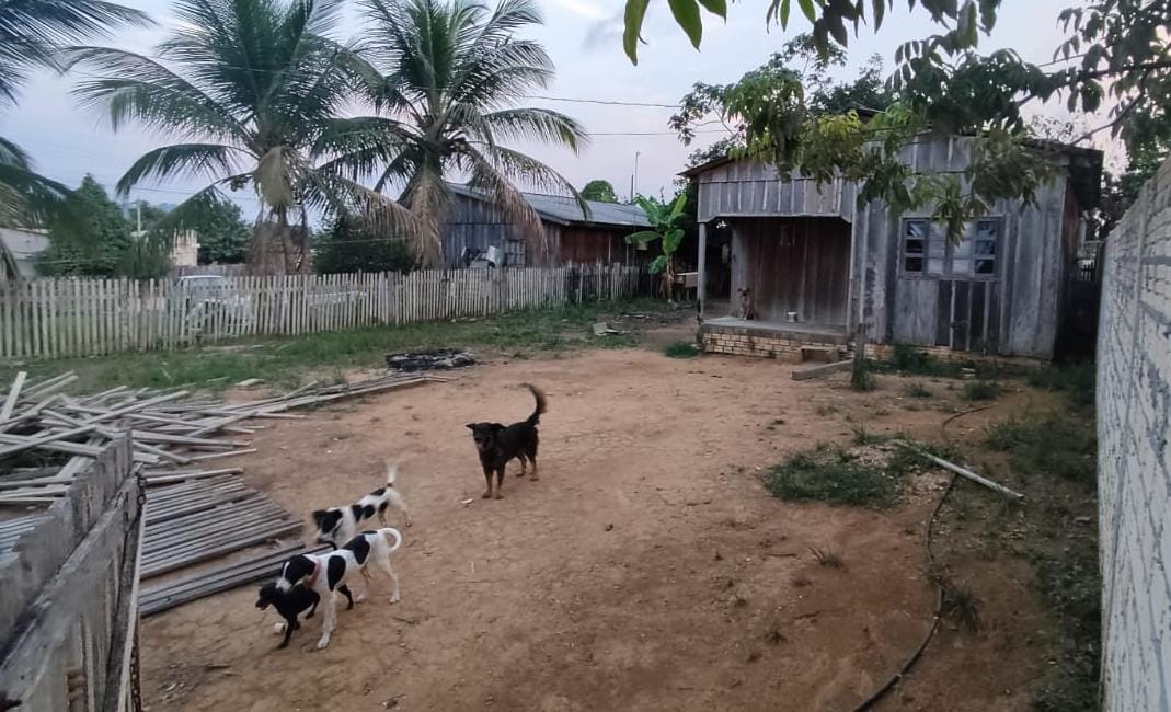 Mulher é presa por maus-tratos a cães no oeste do Pará