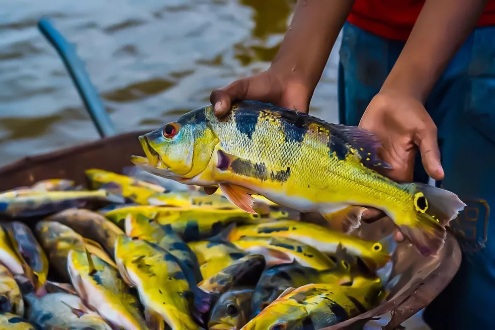 Tucuruí realiza famoso Festival do Tucunaré a partir de amanhã