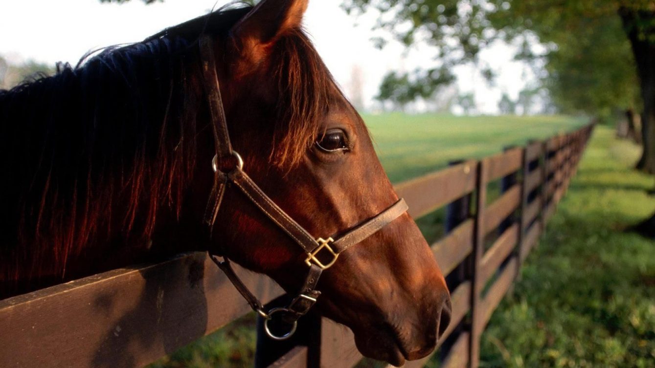 Bandido montado a cavalo assalta e agride jovem no oeste do Pará