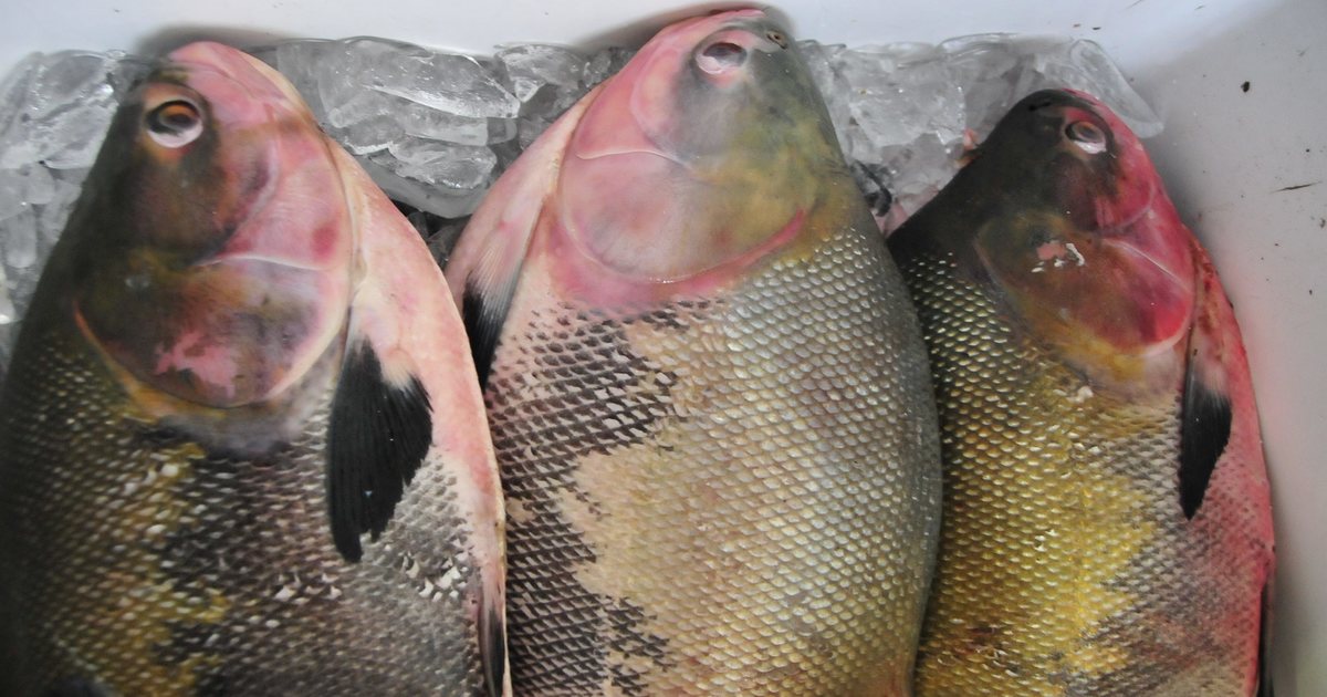 Município proíbe consumo e venda de peixes populares no Pará