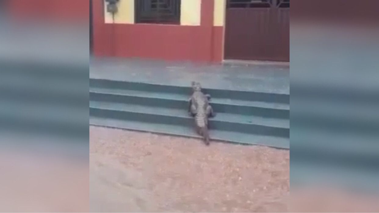 Jacaré aparece em frente a igreja após forte chuva em Parauapebas