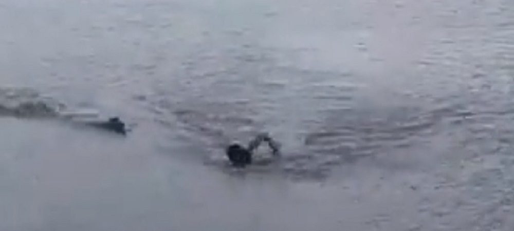 Jacaré ataca banhista em lago e pedestre filma tudo; assista