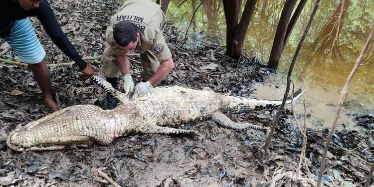 Corpo de pescador desaparecido é devorado por enorme jacaré