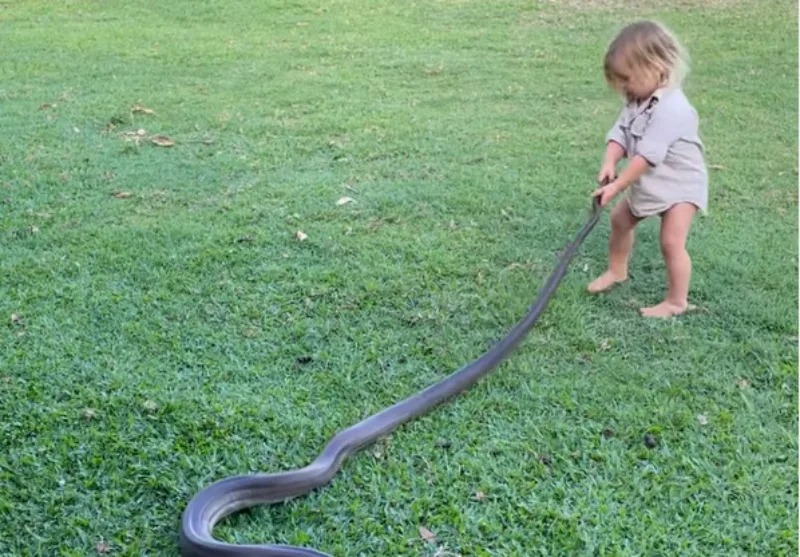 Bebê de dois anos puxa cobra para fora do quintal pelo rabo; assista