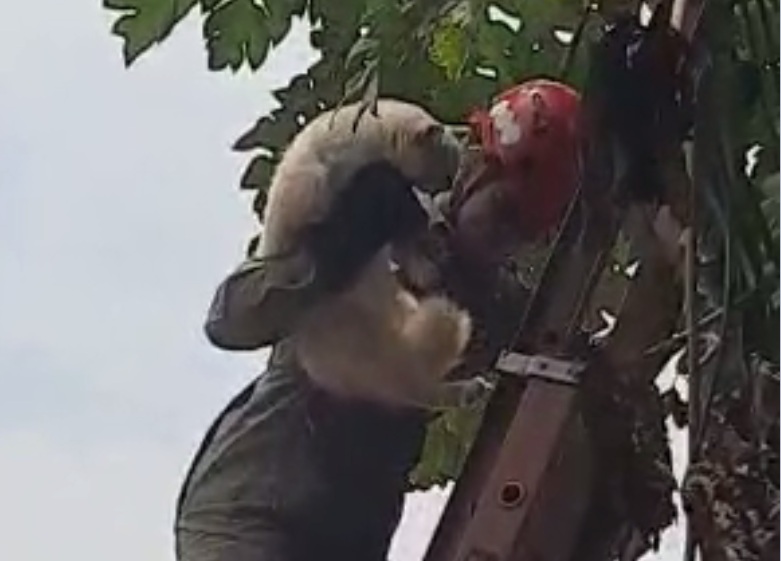 Gato precisa de resgate após escalar árvore e não conseguir descer no Pará