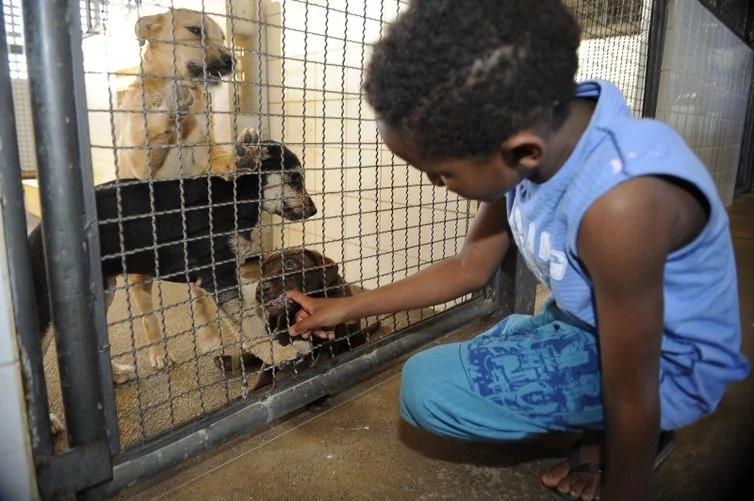 Publicada lei que proíbe sacrifício de animais pelas zoonoses