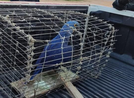 Durante fuga, criminoso deixa arara-azul para trás no sudoeste do Pará