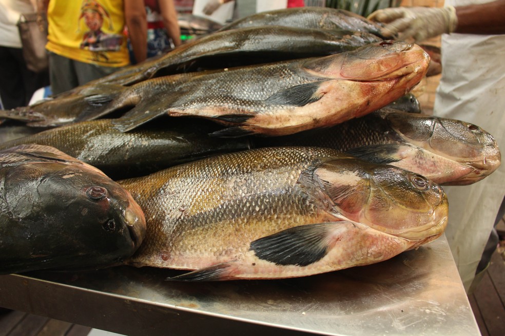 Pesquisadora de Marabá alerta para cuidados ao comprar pescado