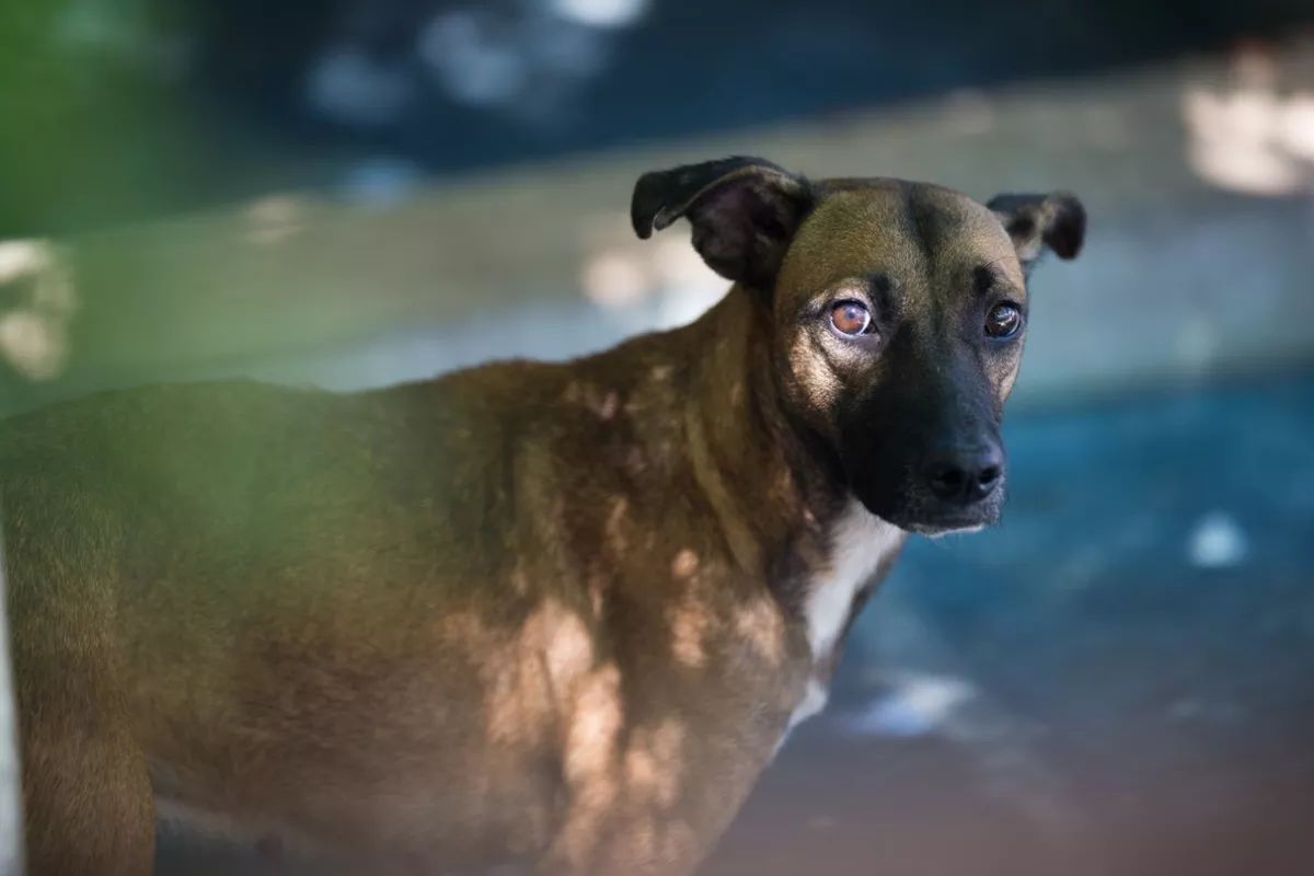 Pará aprova lei que torna obrigatório socorro a animais atropelados