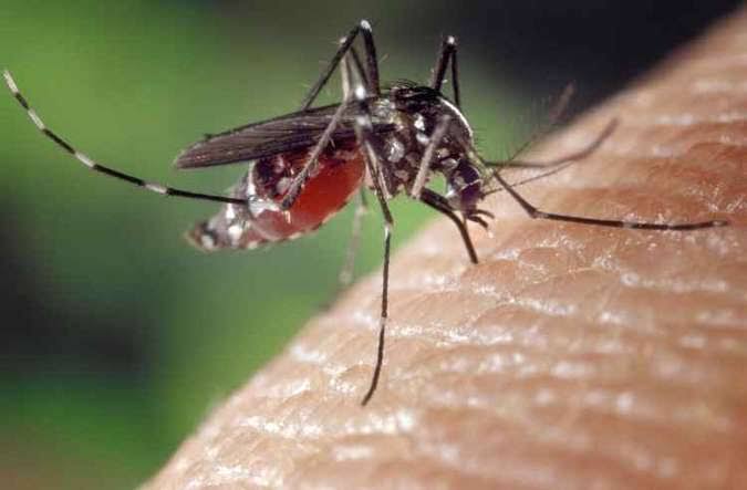 Praga urbana provoca picadas, coceiras e zumbidos  em Marabá