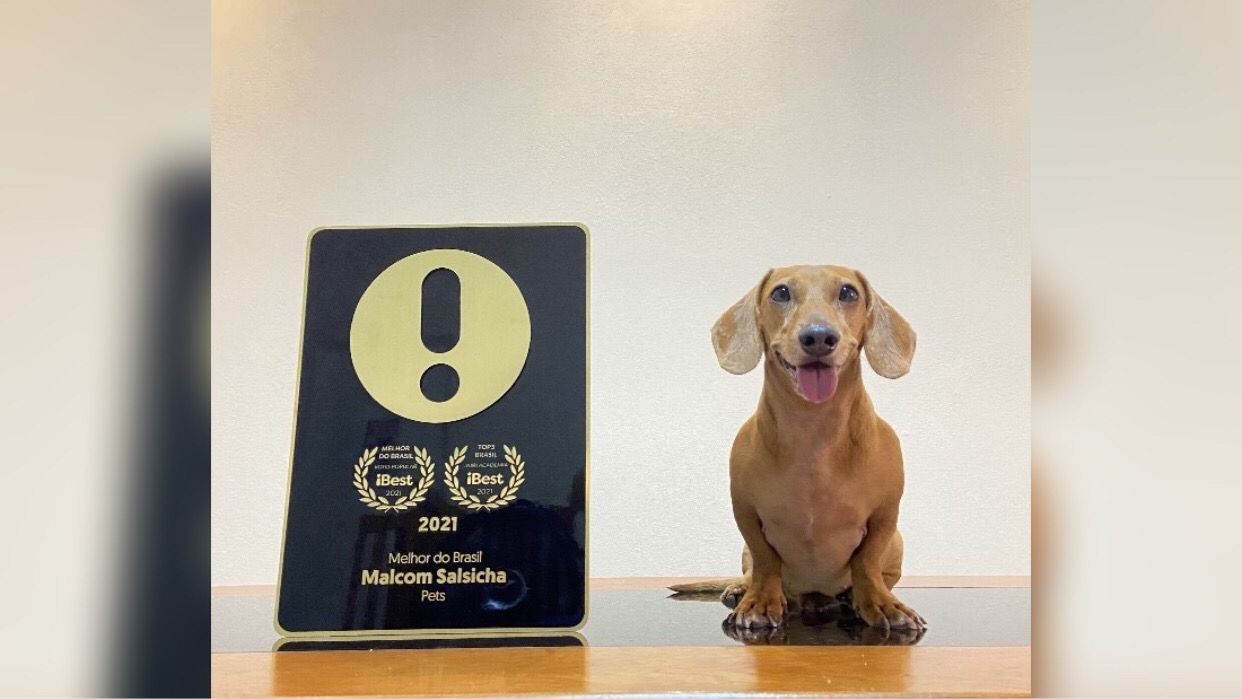 Salsicha de Marabá vence prêmio iBest de ‘Pet do Ano’