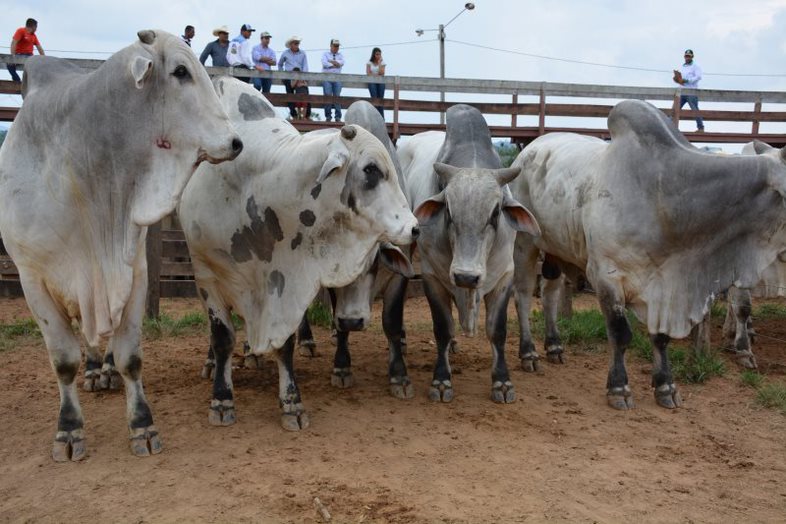 Região de ‘Quatro Bocas’ possui um dos maiores rebanhos de gado de corte do Pará