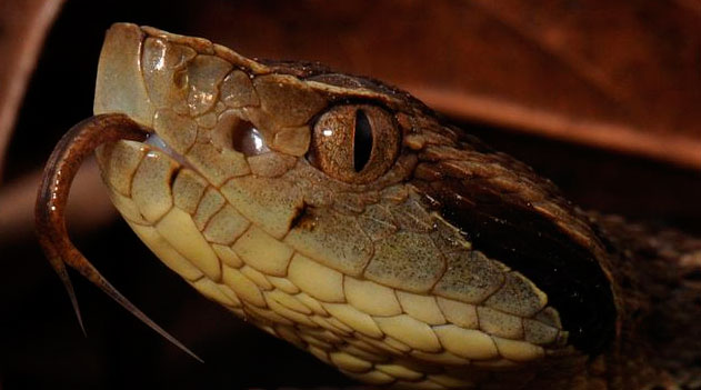 Idoso é picado por serpente e só descobre três dias depois
