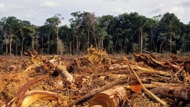 Terras públicas invadidas representam 28% do desmatamento na Amazônia