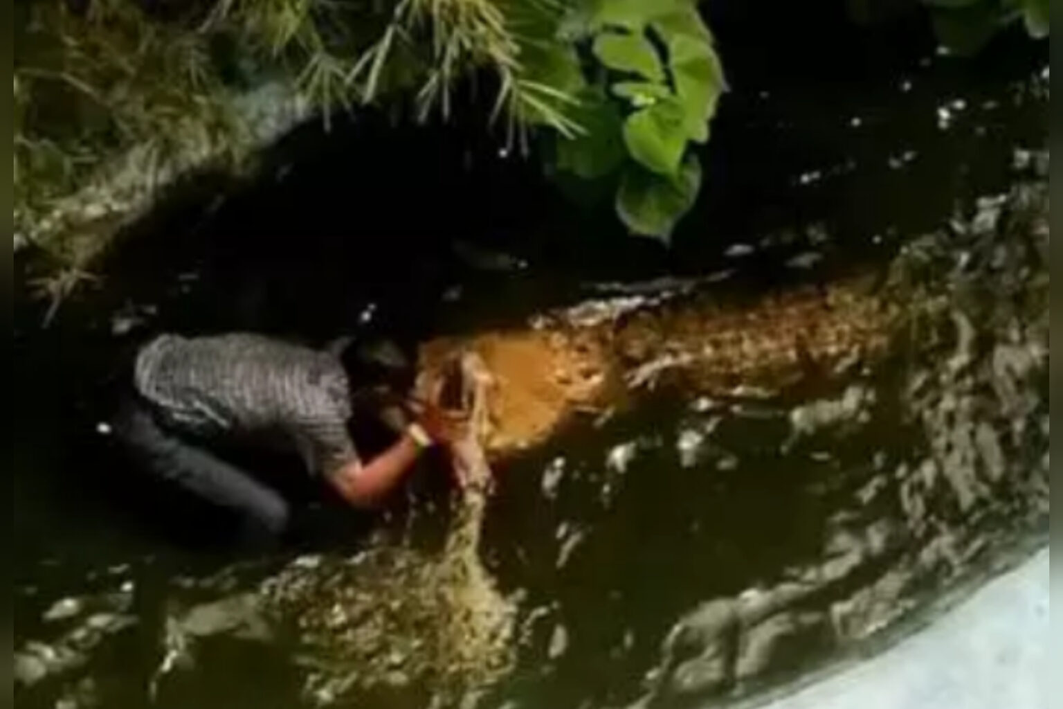 Turista é mordido por crocodilo ao se aproximar para fazer ‘selfie’