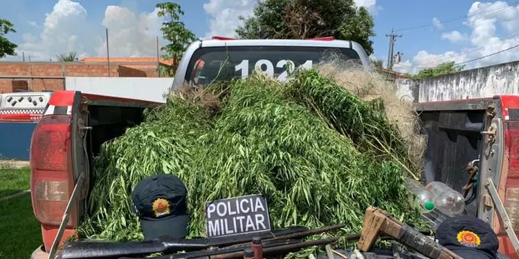 Prisão de traficantes revela plantação de maconha em Ipixuna