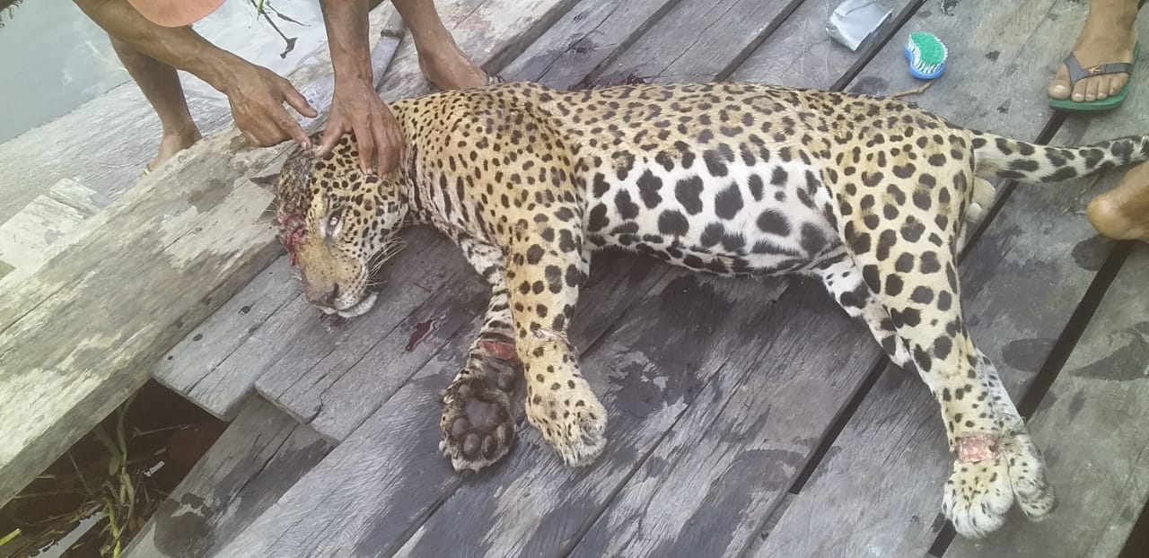 Lavrador é atacado por onça e perde visão de um olho no Pará