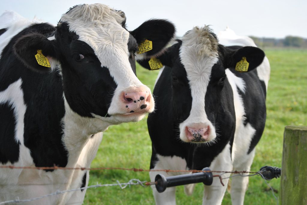 Mal da vaca louca volta a assombrar exportações de carne no Brasil