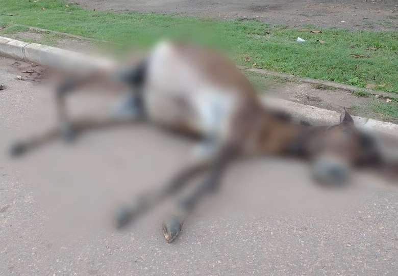 Motorista mata burro a tiros após animal invadir pista no sudeste do Pará