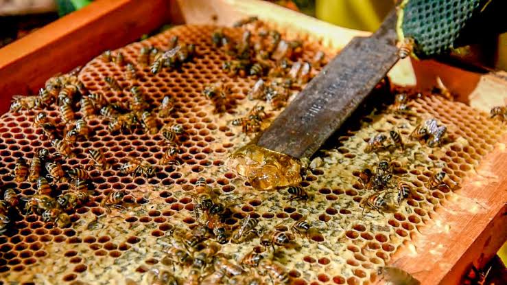 Produtores querem lucrar mais de 1000% com mel medicinal em Marabá