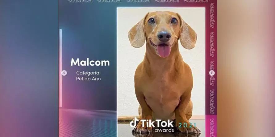 Mascote da polícia de Marabá é eleito o Pet do Ano do Tik Tok