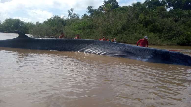 Baleia de 16 metros morre após encalhar em praia no Marajó