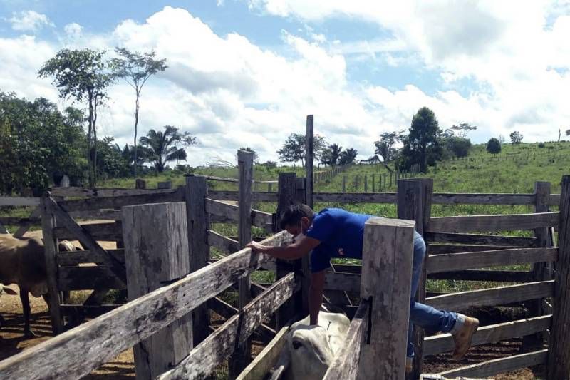 Pecuaristas têm até sexta para vacinar rebanho contra aftosa