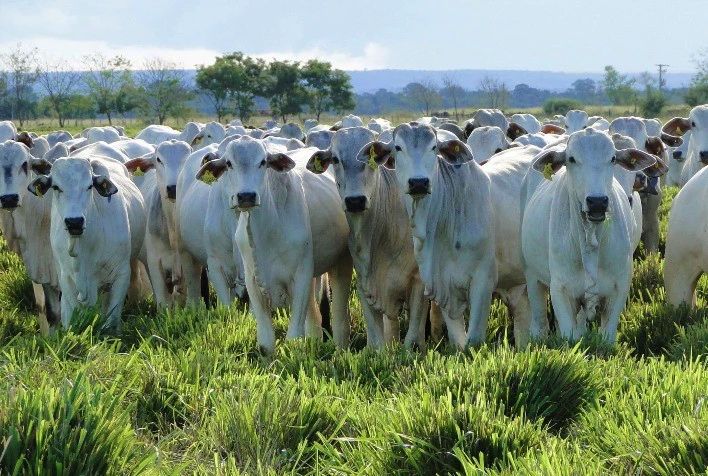 Agronegócio movimenta R$ 5 bilhões no sudeste do Pará