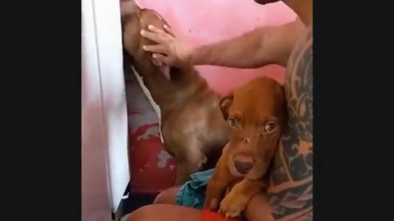 Pitbull coloca a cara na parede ao ver tutor com cadela no colo