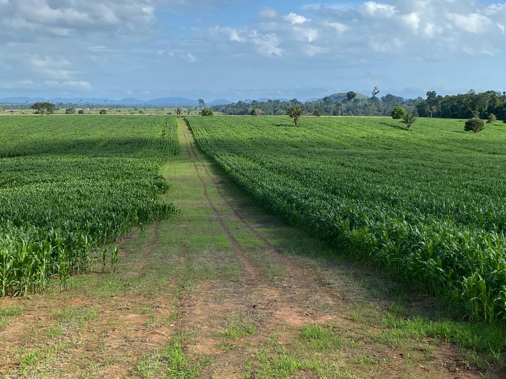 Integração lavoura-pecuária ganha espaço na Vila Quatro Bocas