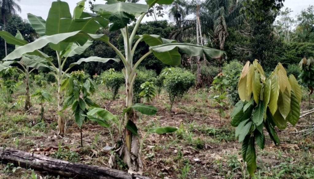 Secretaria de Agricultura vistoria plantios de cacau na Região do Rio Preto