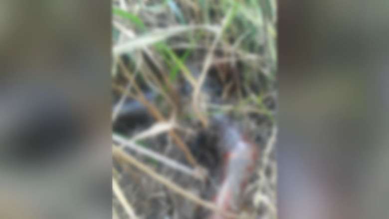 Corpo de adolescente é encontrado em carvoaria no interior do Pará