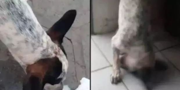 Estudante é preso após dar cerveja para cachorro e postar no WhatsApp
