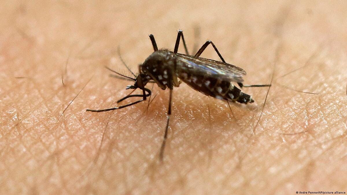 Explosão de casos de chikungunya acende alerta no Brasil